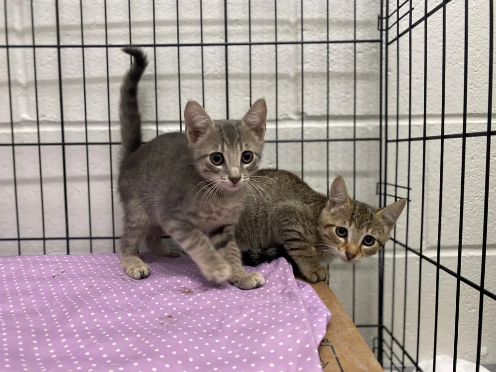 kittens near me alexandria va