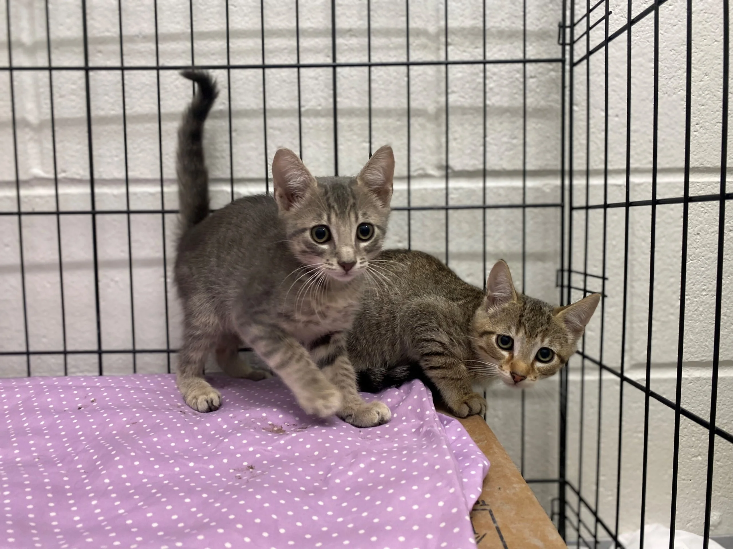 kittens near me alexandria va