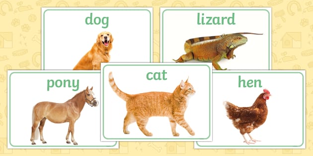 t-tp-1692109608-pet-animals-photo-pack_ver_1